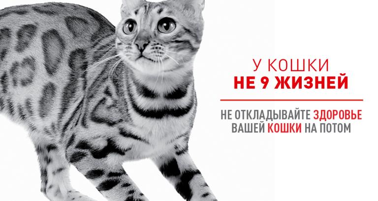 Бесплатный прием терапевта для котов и кошек! #не9жизней